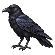 American Crow