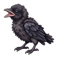 American Crow Nestling