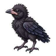 American Crow Hatchling