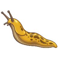 Pacific Banana Slug