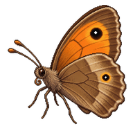 Meadow Brown Butterfly
