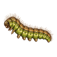 Meadow Brown Caterpillar