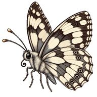 Marbled White Butterfly