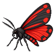 Cinnabar Moth