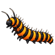 Cinnabar Moth Caterpillar