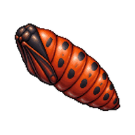 Cinnabar Moth Pupa