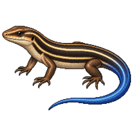 Common Five-lined Skink
