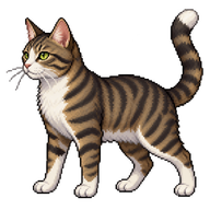 Domestic Cat