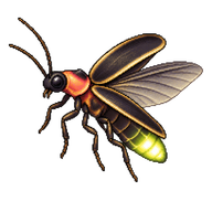 Common Eastern Firefly
