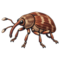 Apple Blossom Weevil