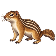 Thirteen-lined Ground Squirrel