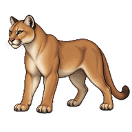 Cougar