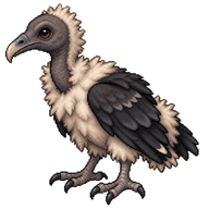 Black Vulture Hatchling