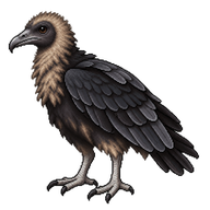 Black Vulture Fledgling