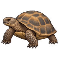 Gopher Tortoise