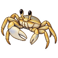 Atlantic Ghost Crab