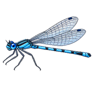 Common Blue Damselfly