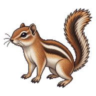 Harris's Antelope Squirrel