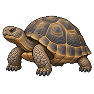 Sonoran Desert Tortoise