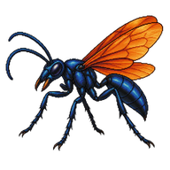 Tarantula Hawk