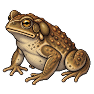 Sonoran Desert Toad