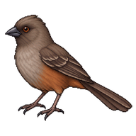 Abert's Towhee