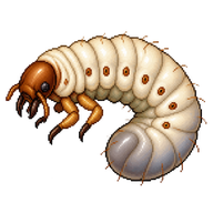 Common Cockchafer Larva