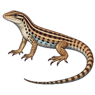 Western Whiptail