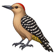 Gila Woodpecker