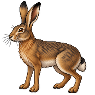 European Hare