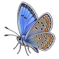 Common Blue