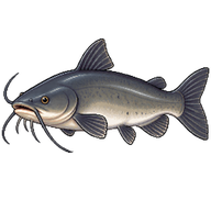 Channel Catfish