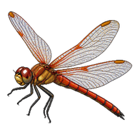 Autumn Meadowhawk