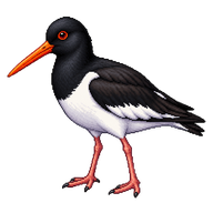 Eurasian Oystercatcher
