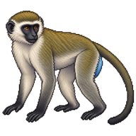 Vervet Monkey