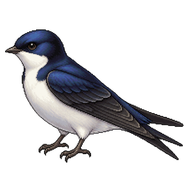 Common House Martin