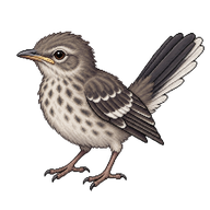 Northern Mockingbird Fledgling