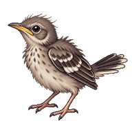 Northern Mockingbird Hatchling