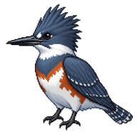 Belted Kingfisher