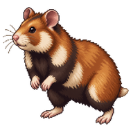 European Hamster