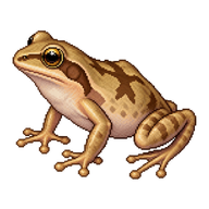 Spring Peeper