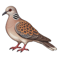 European Turtle-Dove