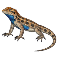 Plateau Fence Lizard