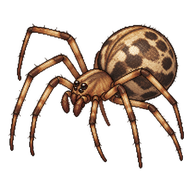 Common House Spider