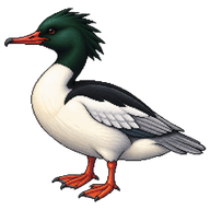 Common Merganser