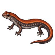 Eastern Red-backed Salamander