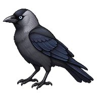 Eurasian Jackdaw