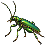 Thick-legged Flower Beetle