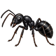 Black Carpenter Ant