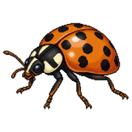 Adonis Ladybird